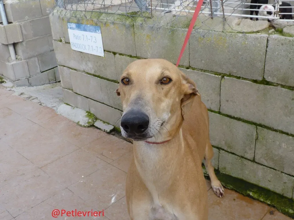 Canela adozione levrieri galgo 04