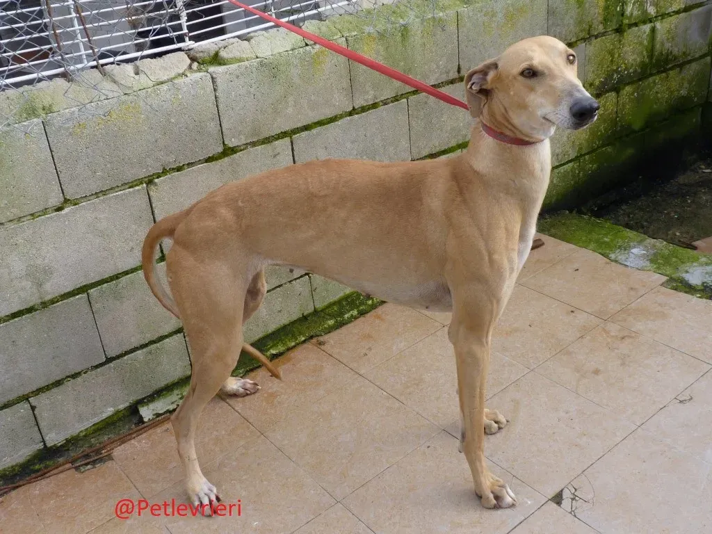 Canela adozione levrieri galgo 05