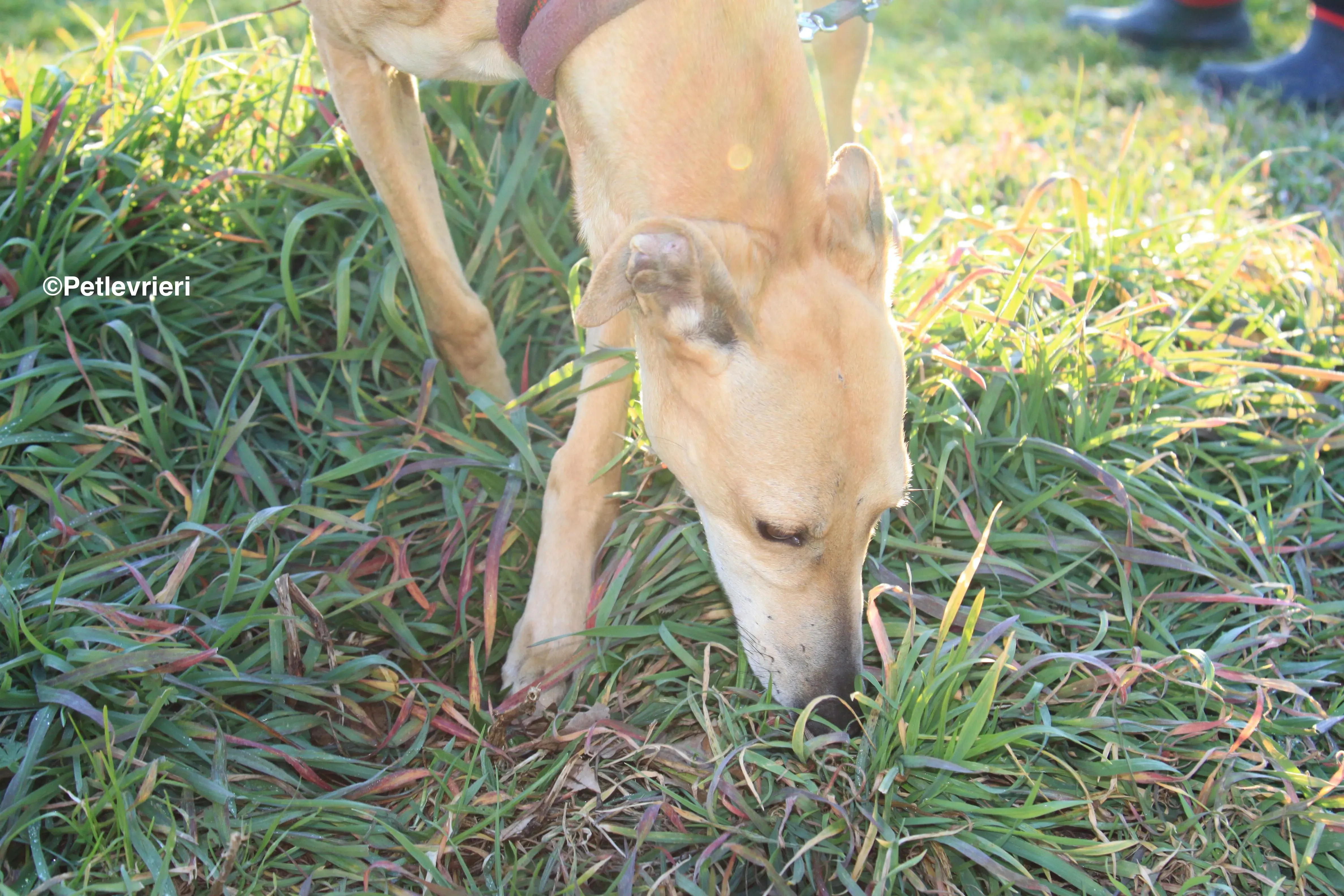 Canela adozione levrieri galgo 1