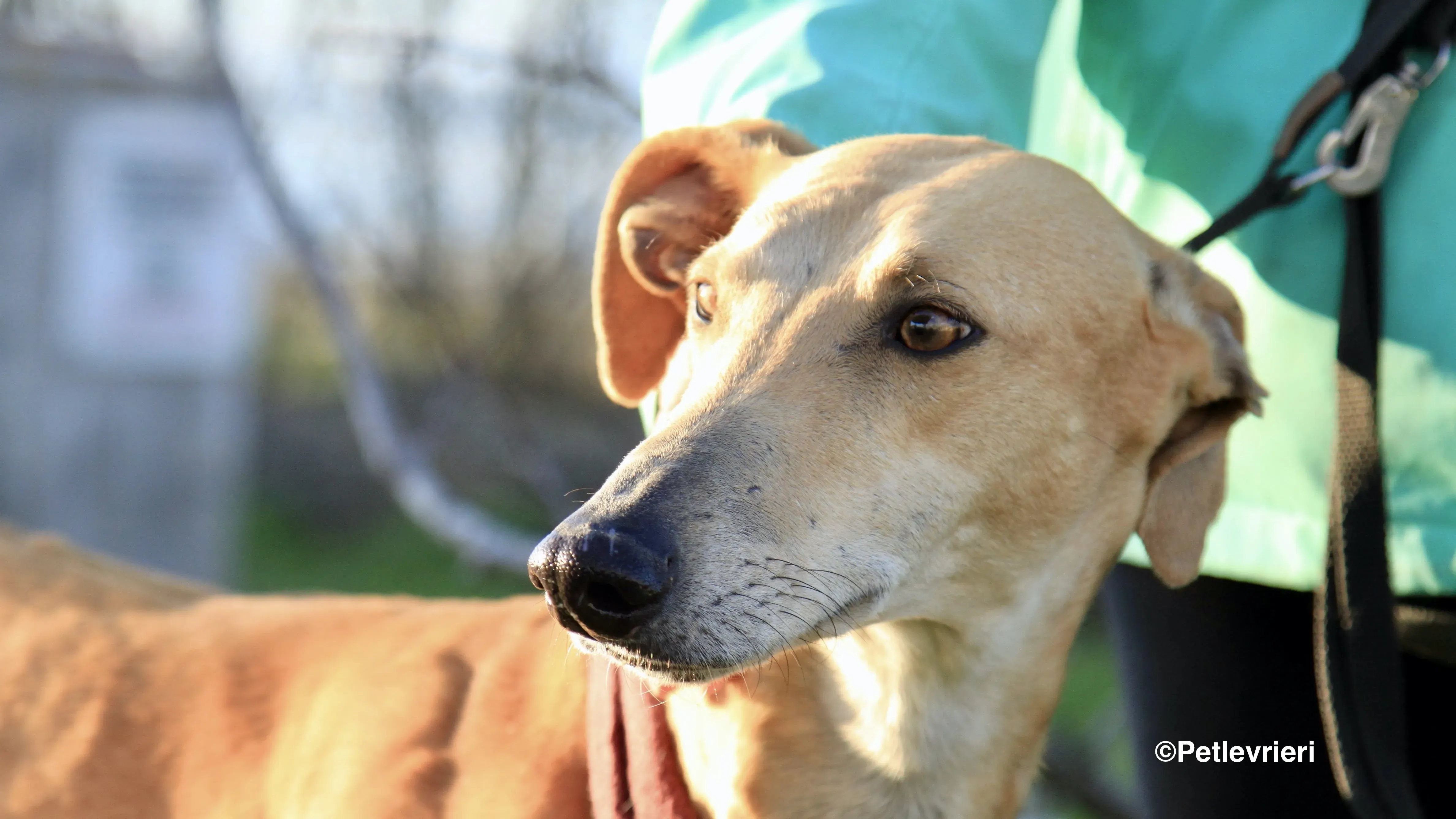 Canela adozione levrieri galgo 10