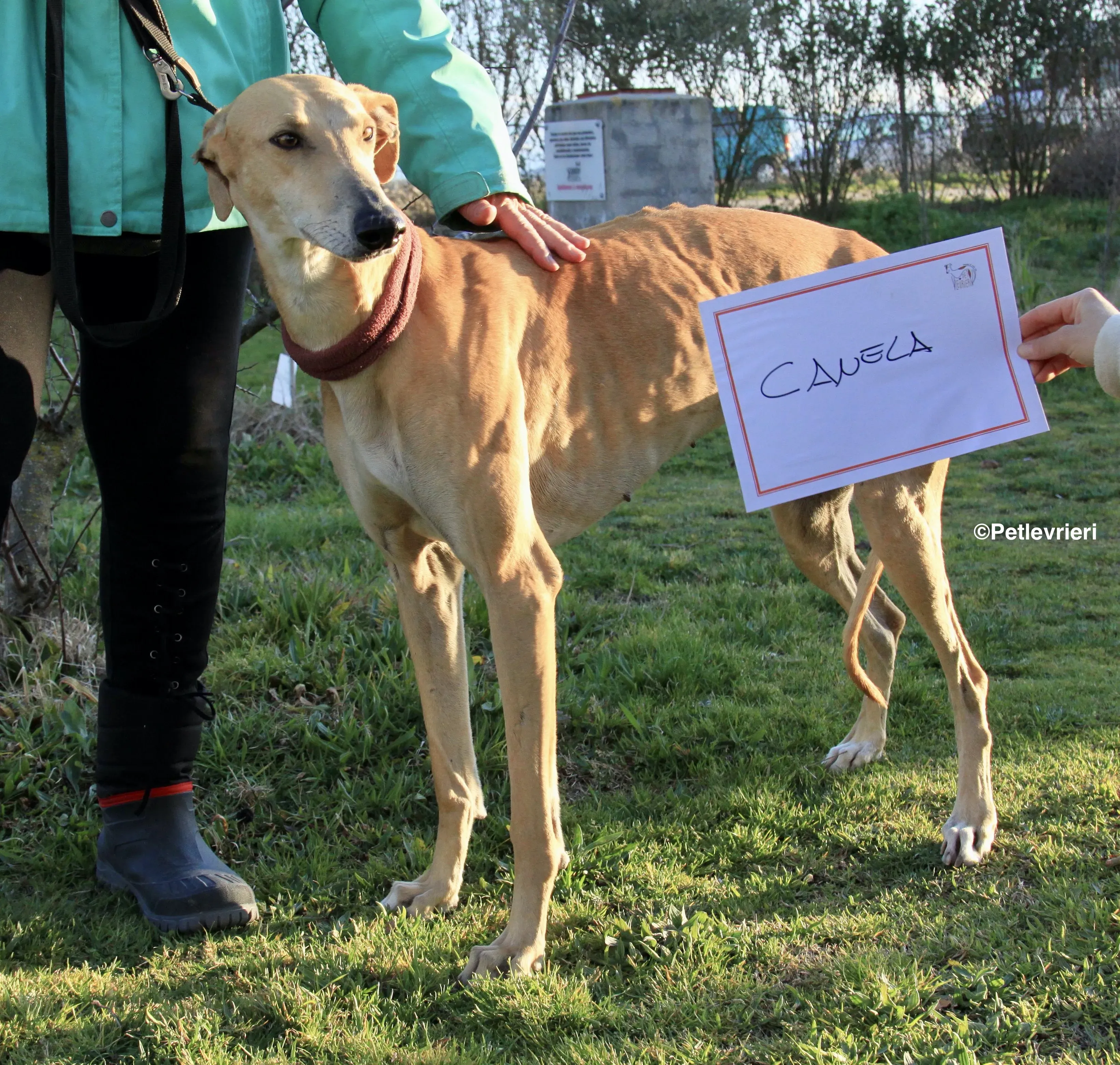 Canela adozione levrieri galgo 11