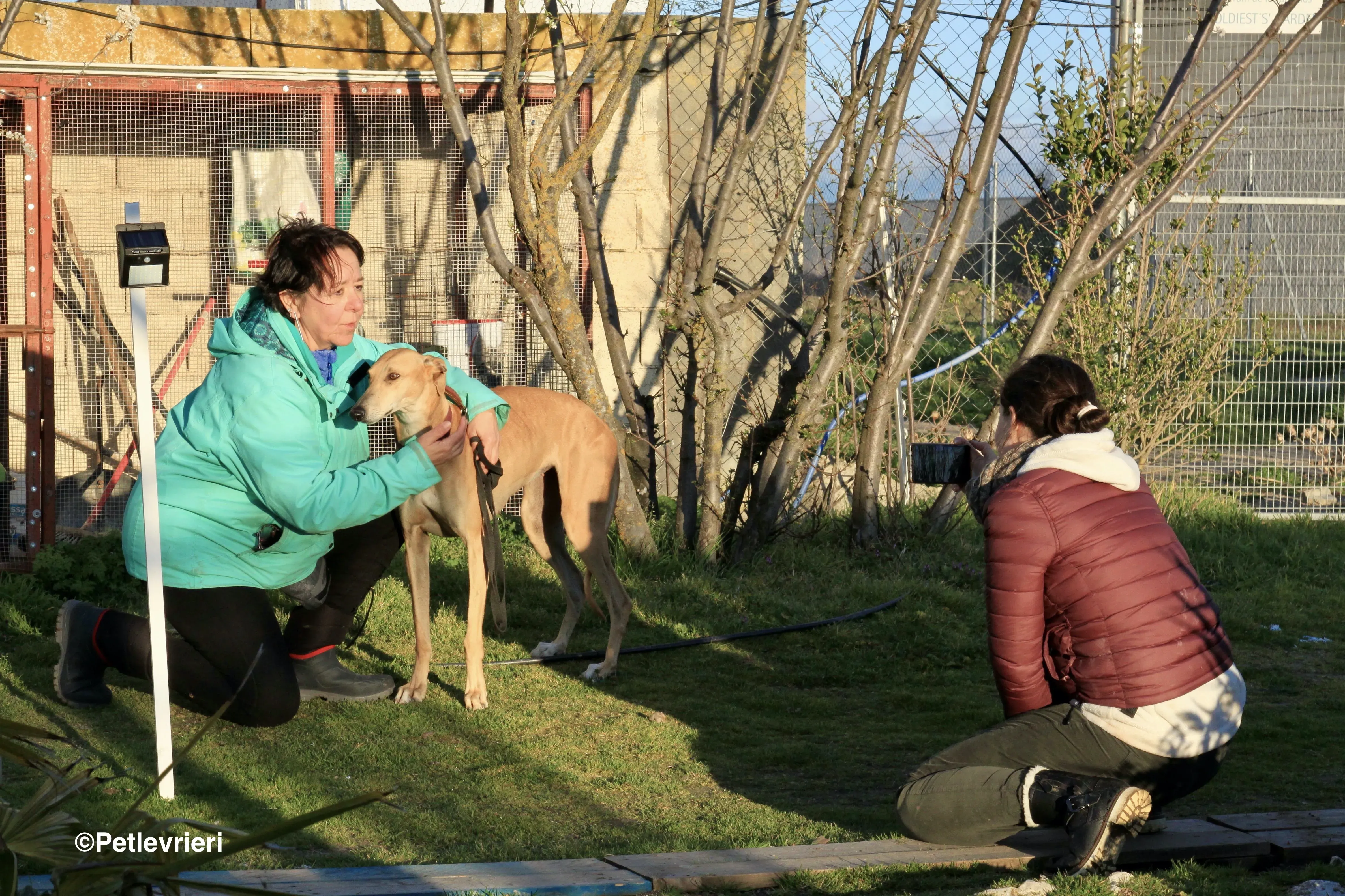 Canela adozione levrieri galgo 12