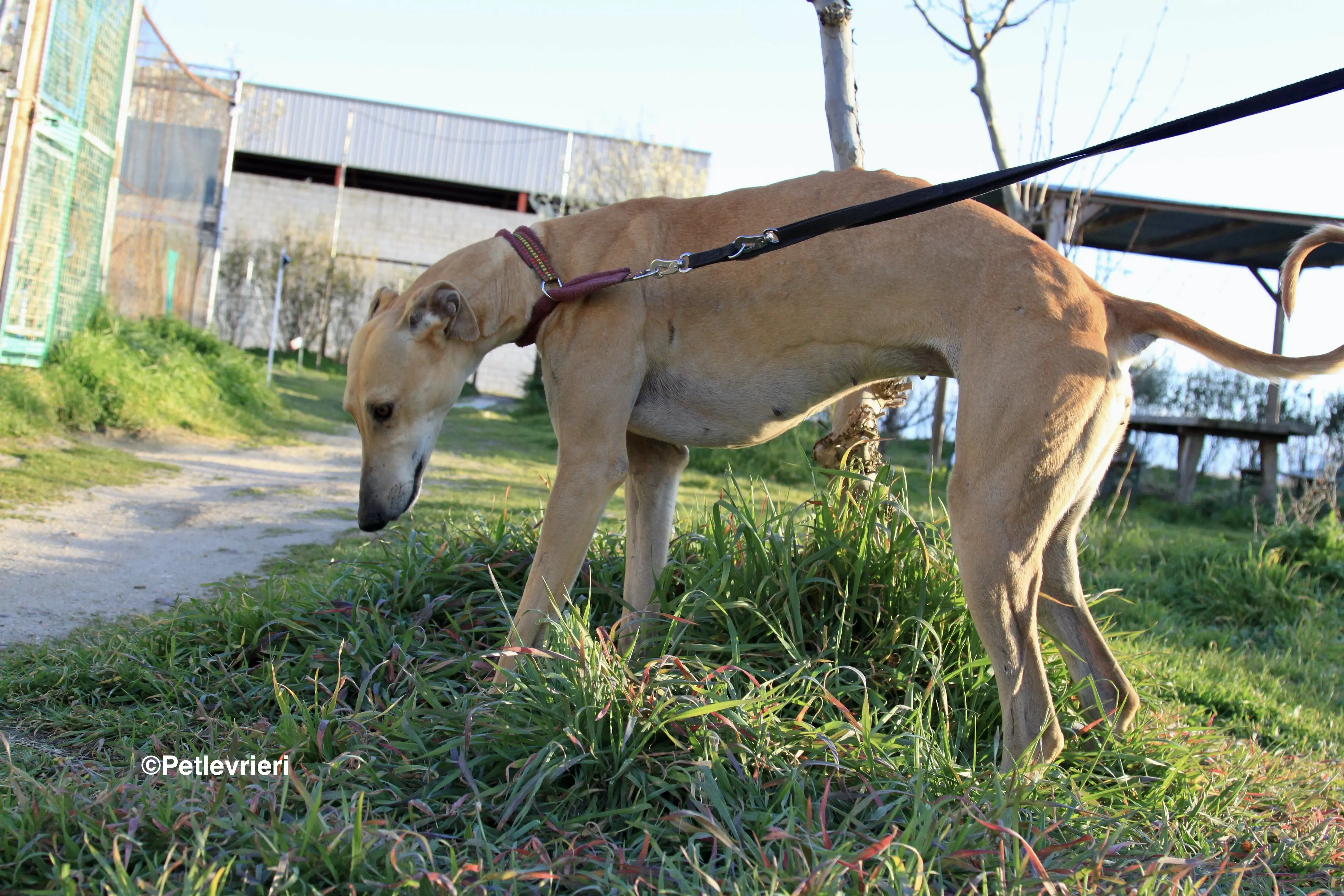 Canela adozione levrieri galgo 2