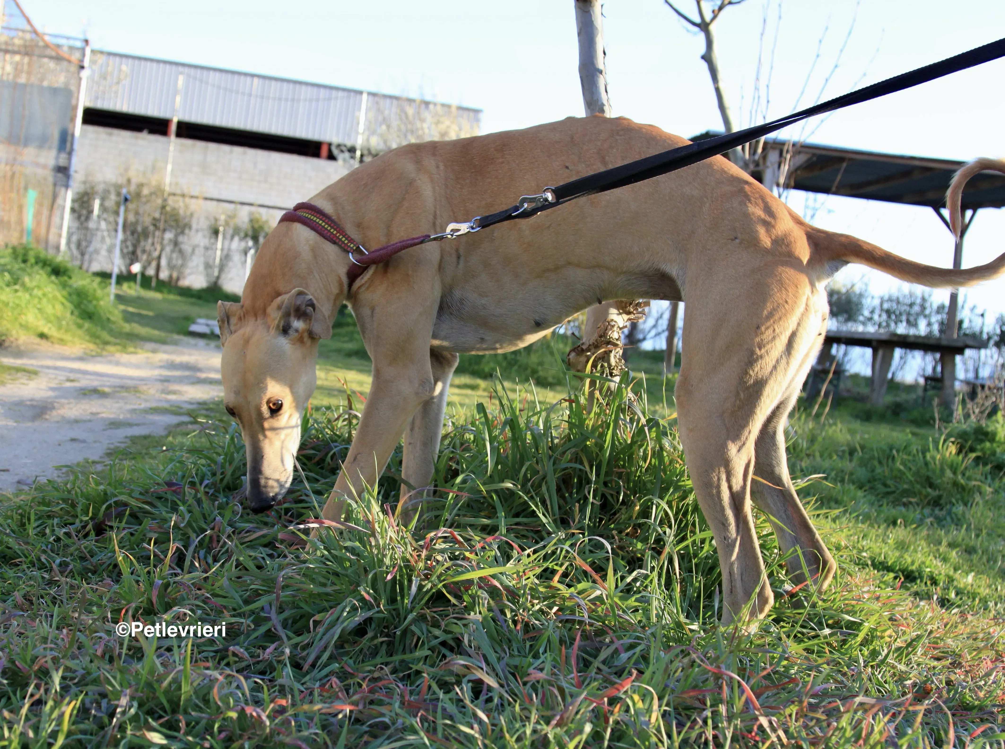 Canela adozione levrieri galgo 3