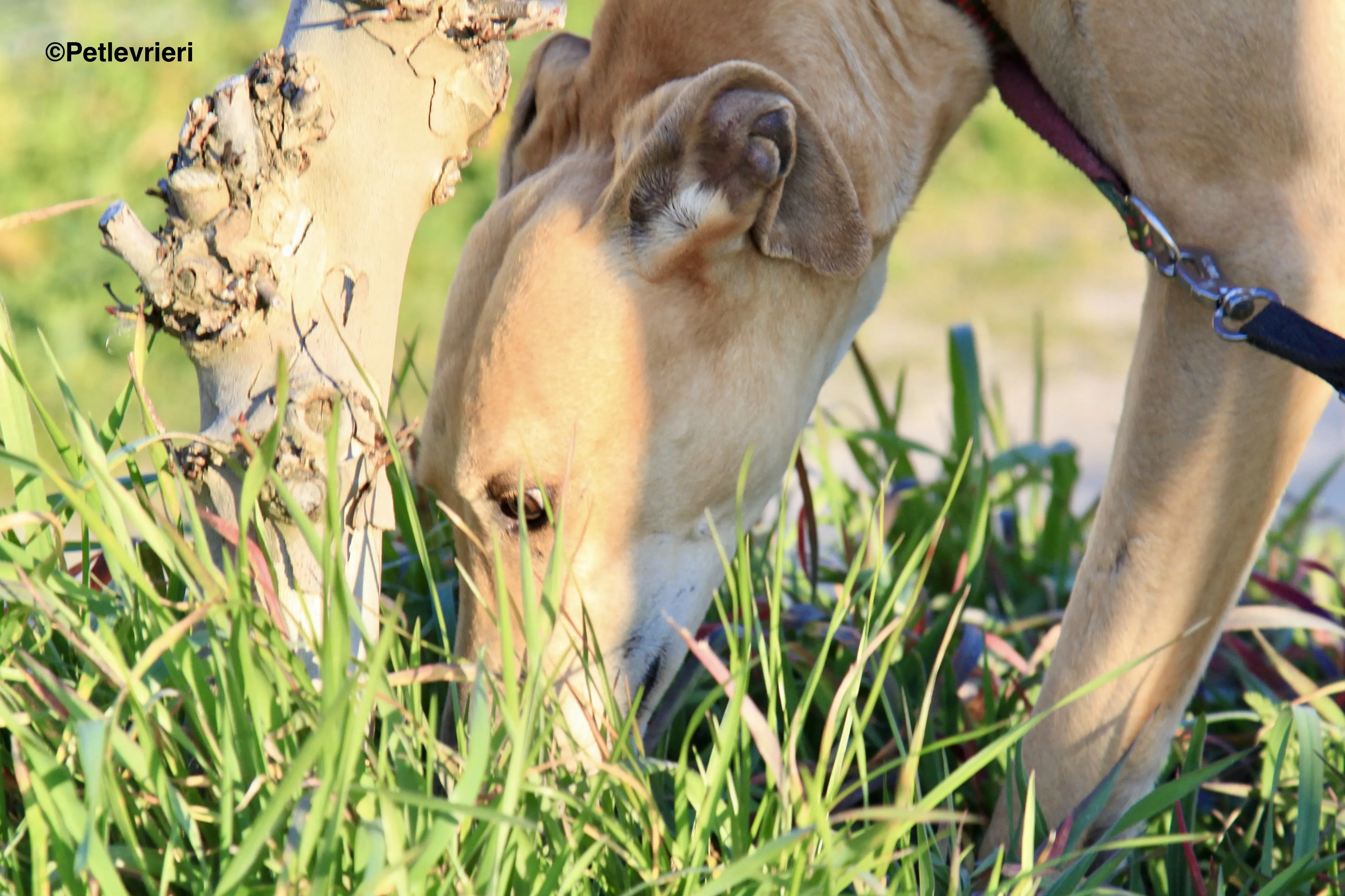 Canela adozione levrieri galgo 4