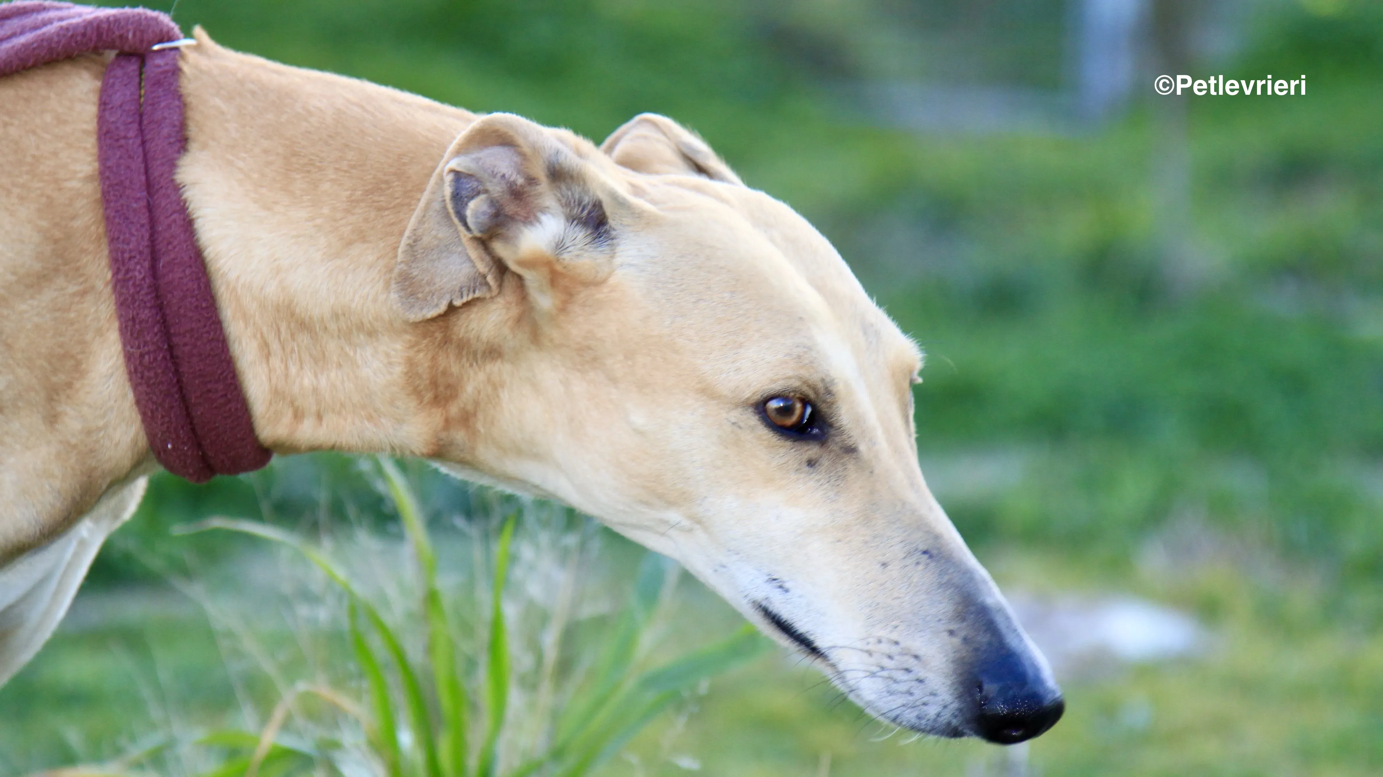 Canela adozione levrieri galgo 5