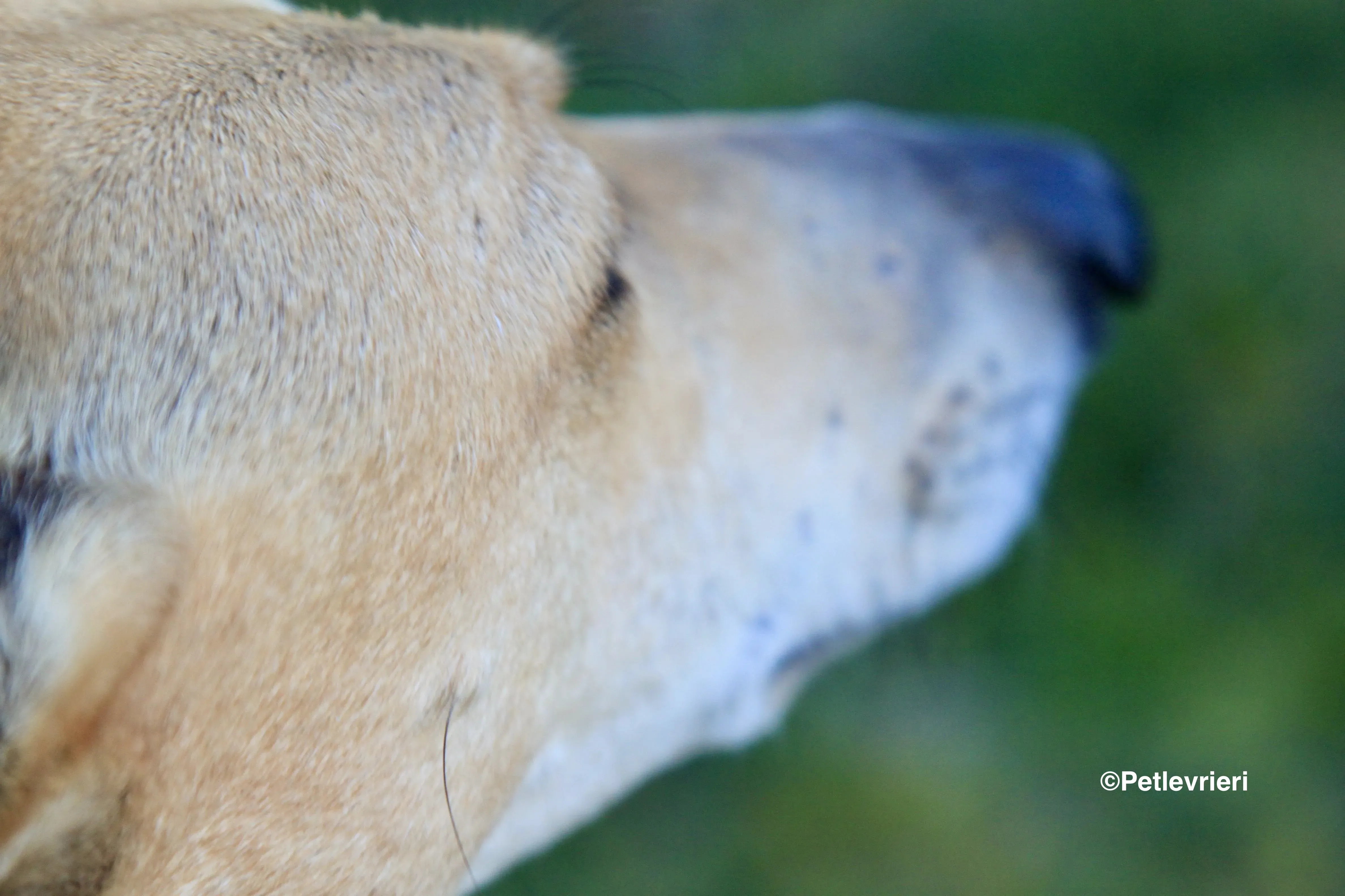 Canela adozione levrieri galgo 7