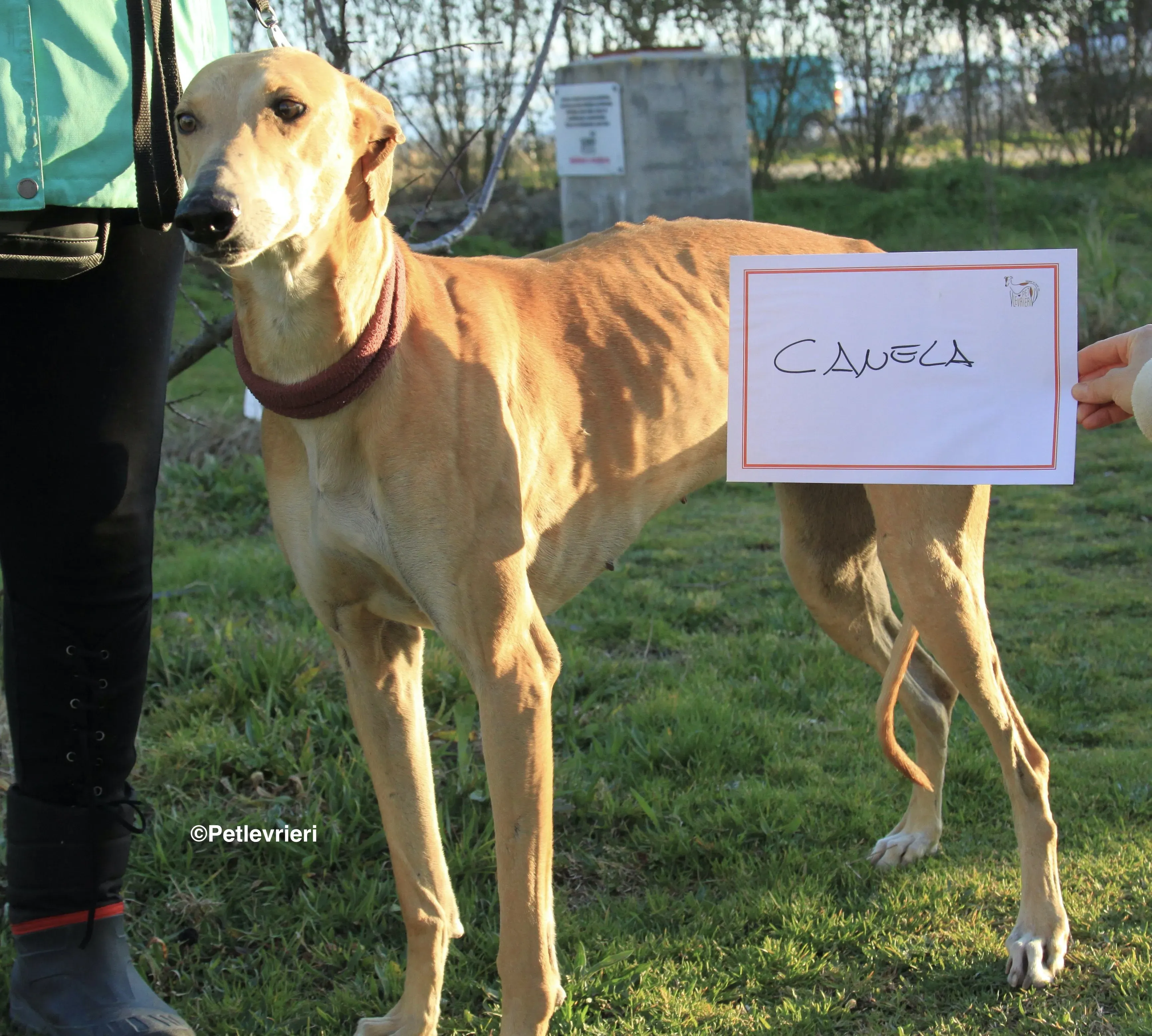 Canela adozione levrieri galgo 8