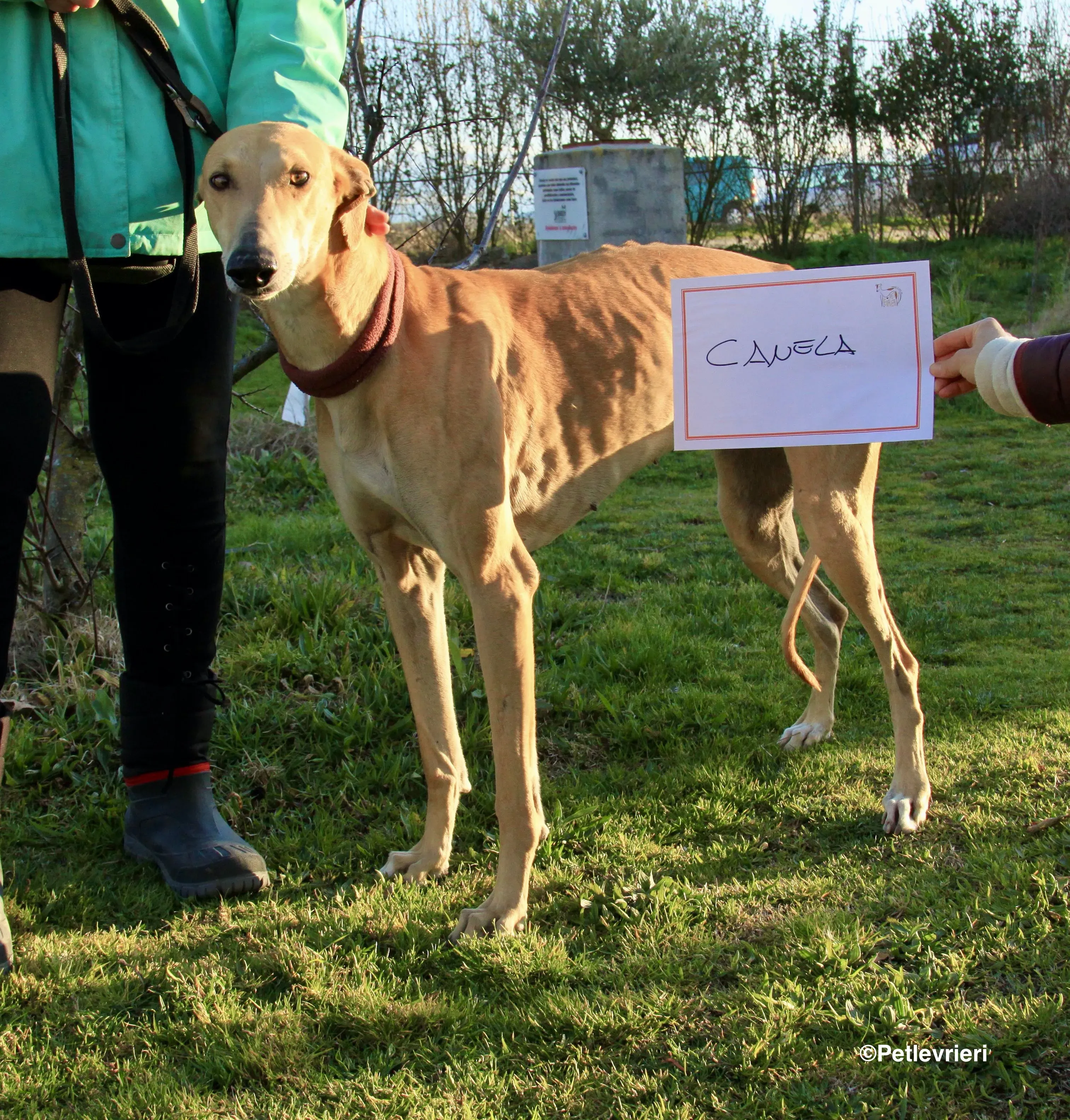 Canela adozione levrieri galgo 9