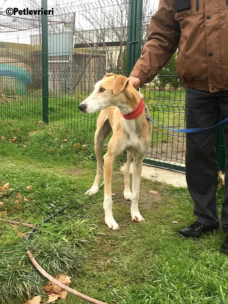 Canelo 2012 adozione levrieri galgo