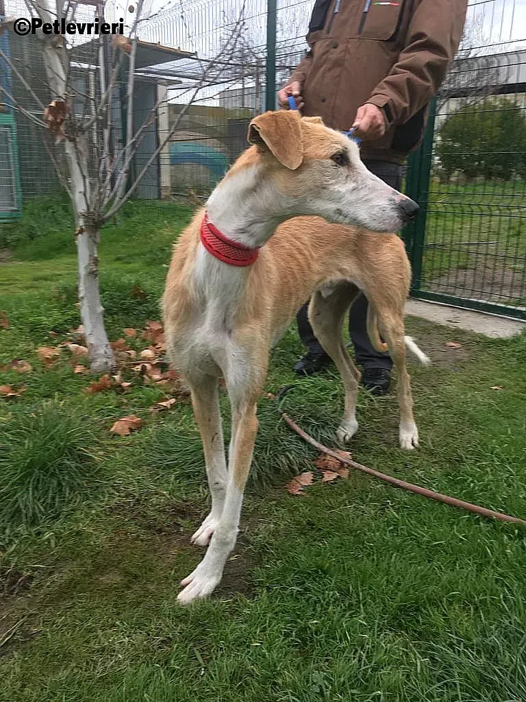 Canelo 2012 adozione levrieri galgo 2