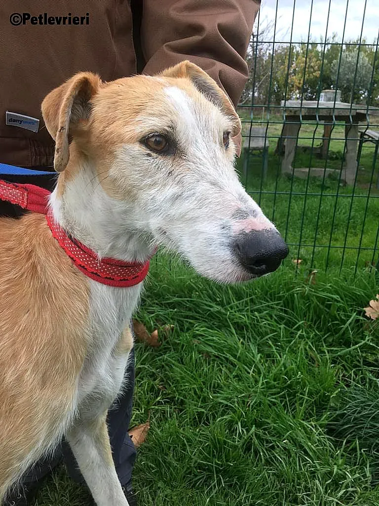 Canelo 2012 adozione levrieri galgo 3