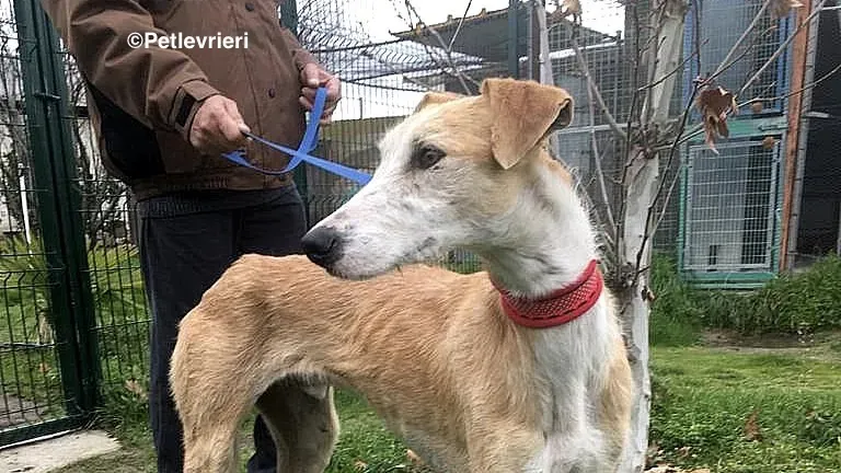 Canelo 2012 adozione levrieri galgo 4 2