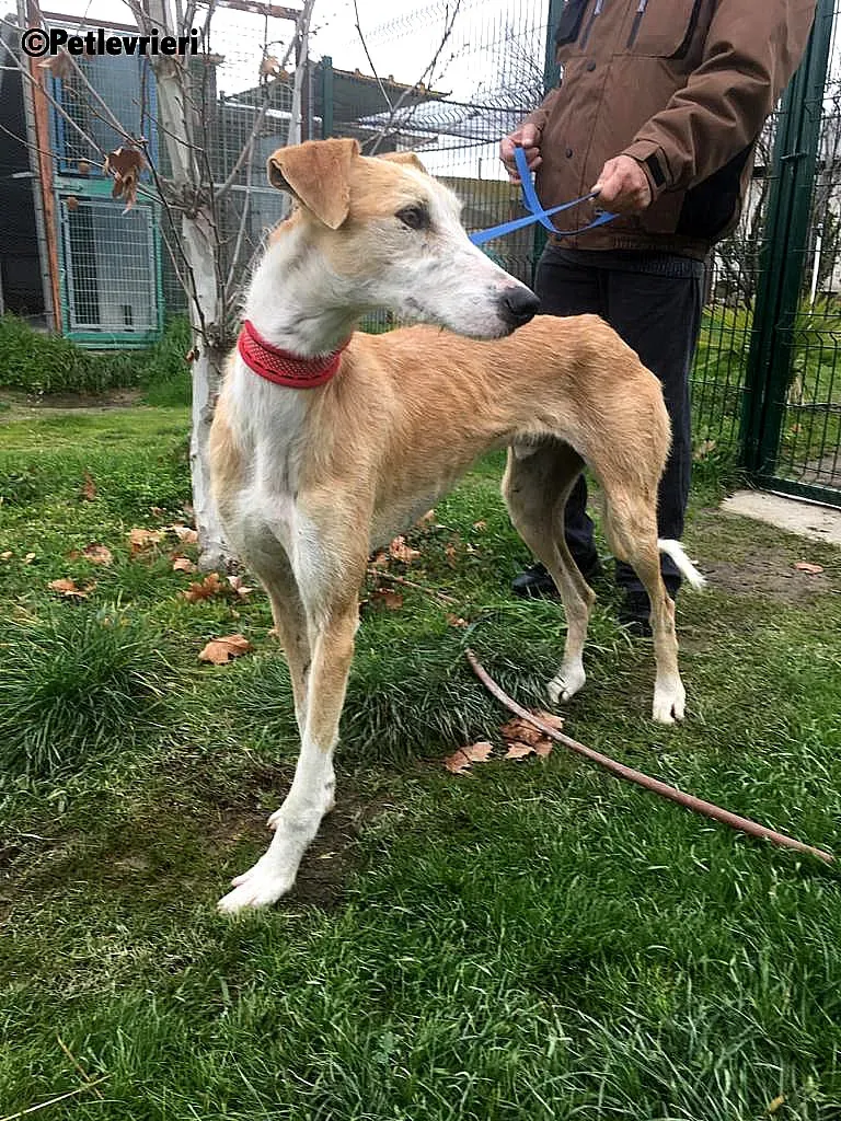 Canelo 2012 adozione levrieri galgo 4