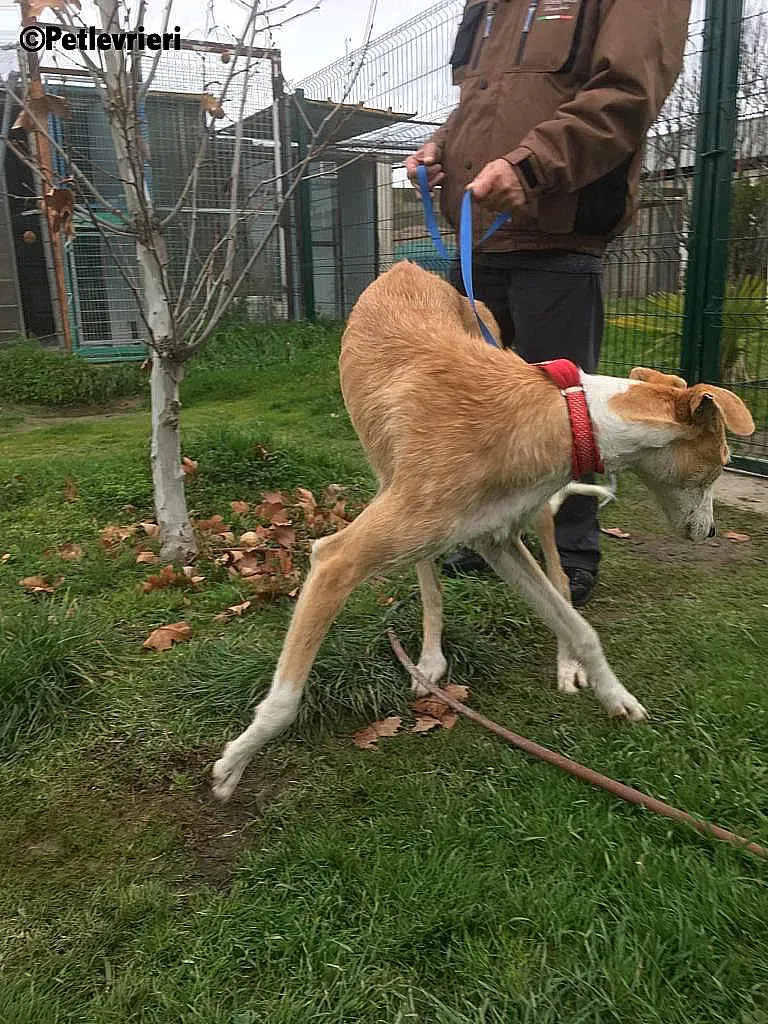 Canelo 2012 adozione levrieri galgo 5