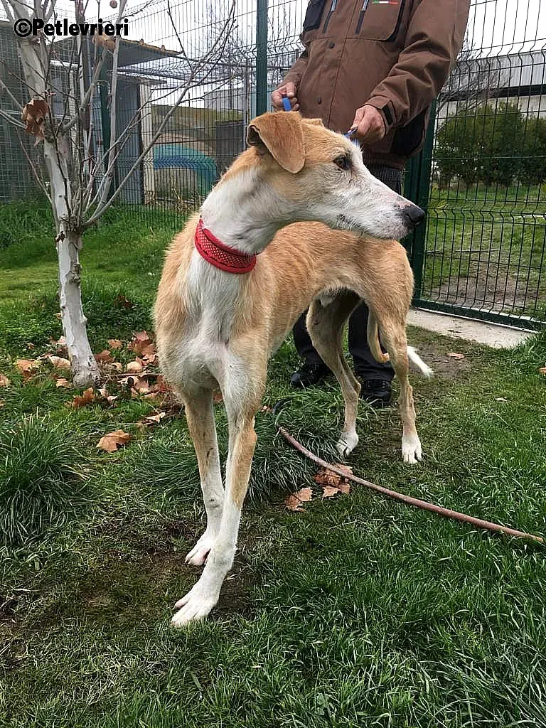Canelo 2012 adozione levrieri galgo 6