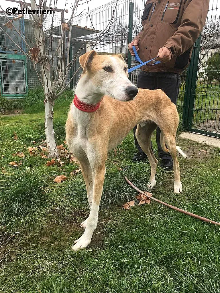 Canelo 2012 adozione levrieri galgo 7