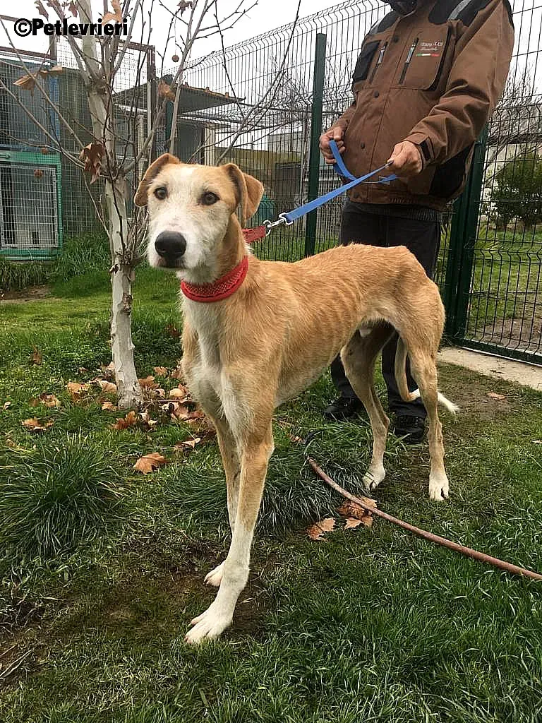 Canelo 2012 adozione levrieri galgo 8