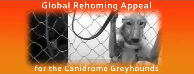 Canidrome graphics facebook cover1 1
