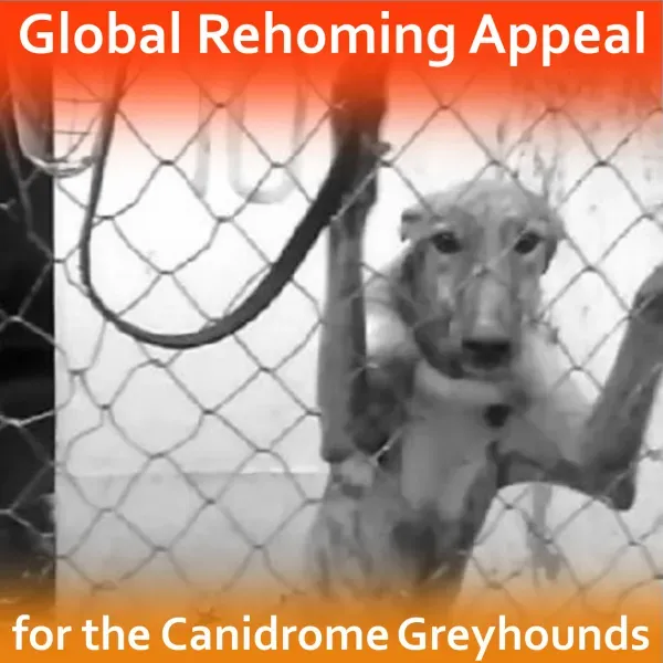 Canidrome graphics square