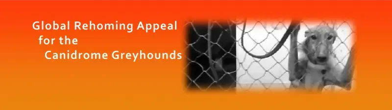 Canidrome graphics twitter cover