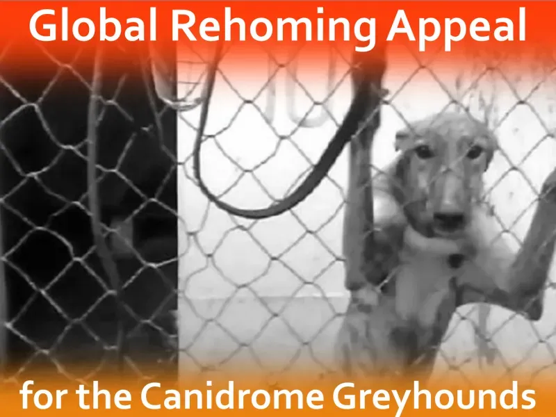 Canidrome graphics web FB tweet 1