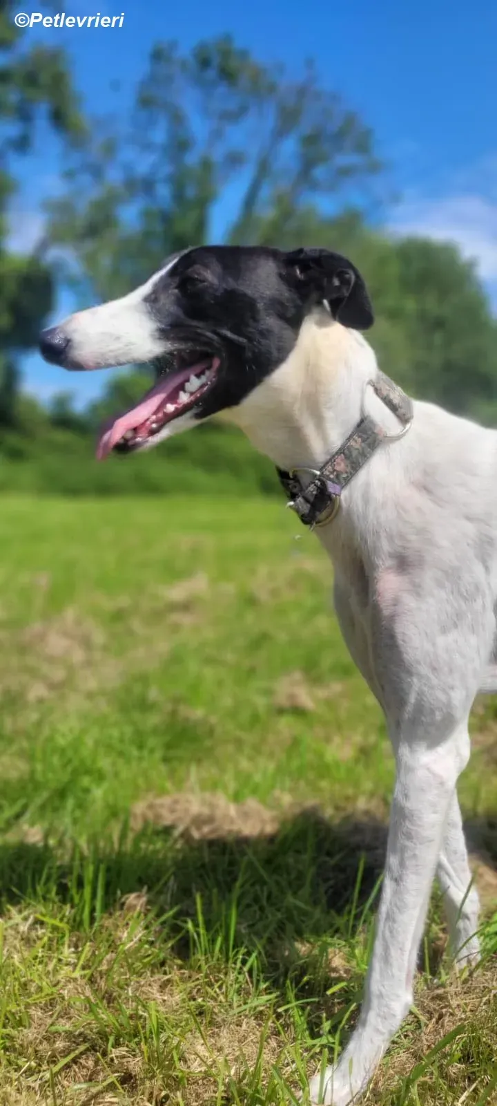 Canzone adozione levrieri greyhound 1