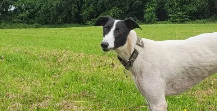 Canzone adozione levrieri greyhound 2 e1654843798485