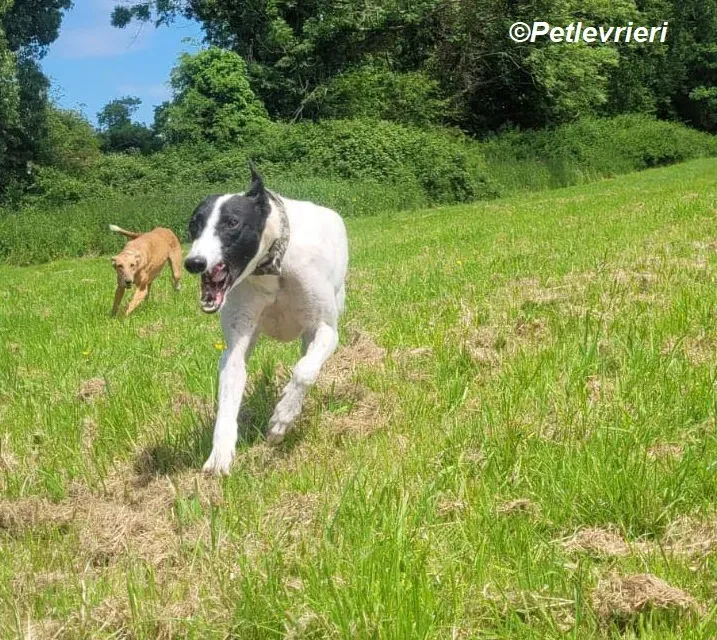 Canzone adozione levrieri greyhound 3
