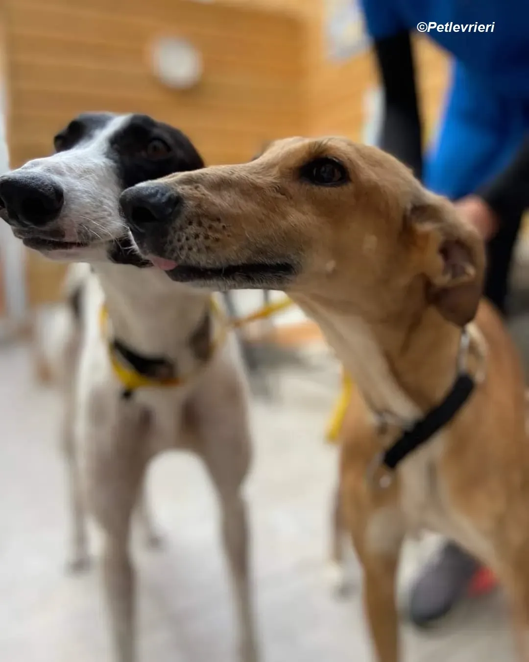 Canzone adozione levrieri greyhound 4