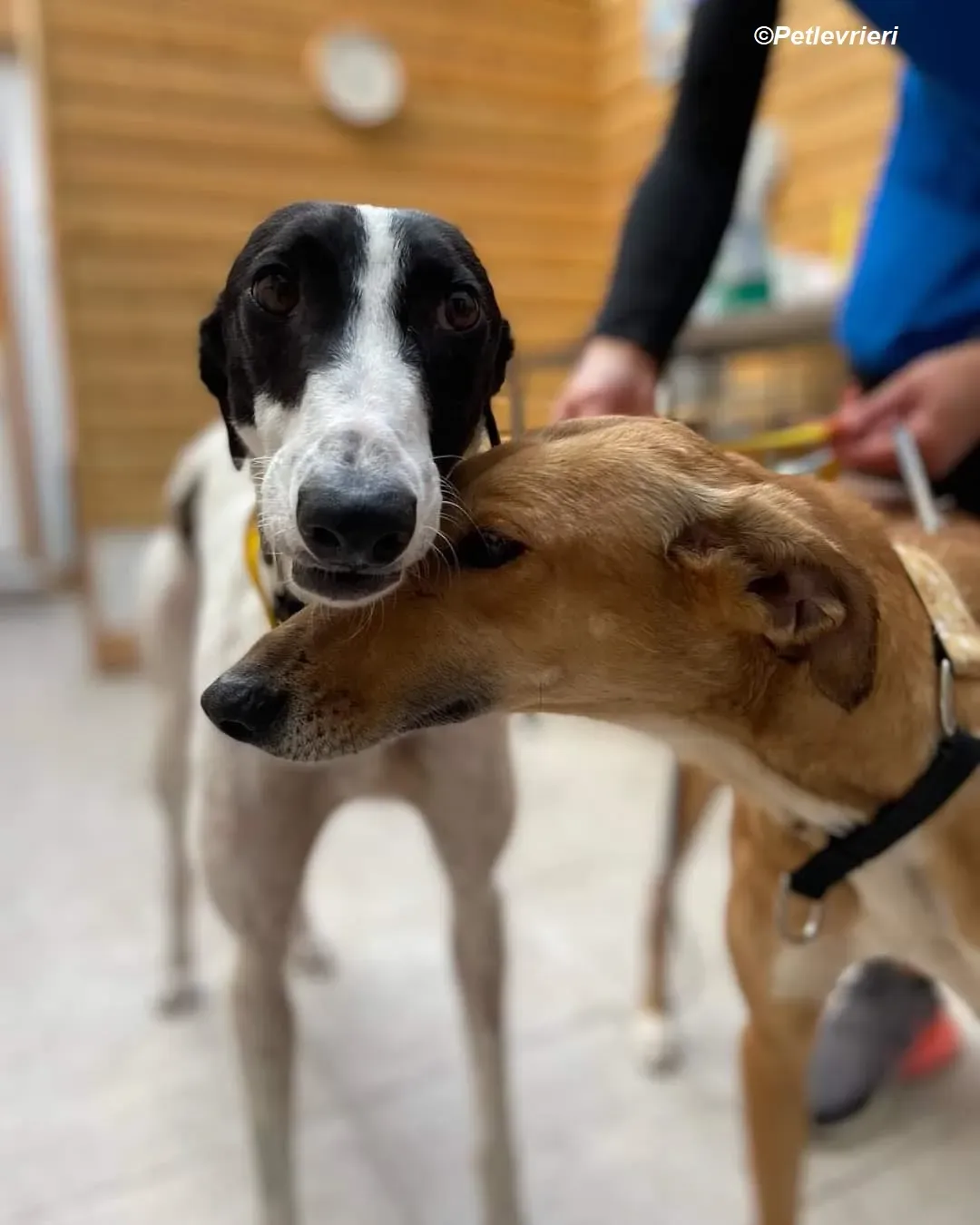 Canzone adozione levrieri greyhound 5