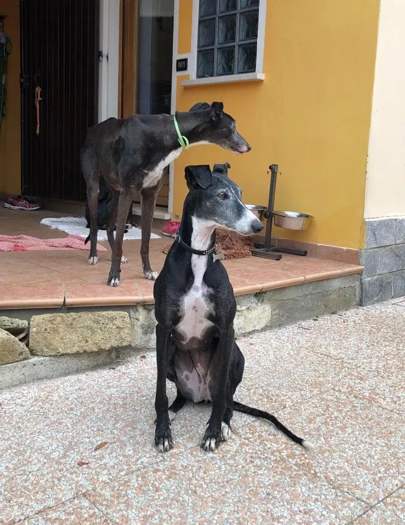 Caprichosa Galgo adozione levrieri 1
