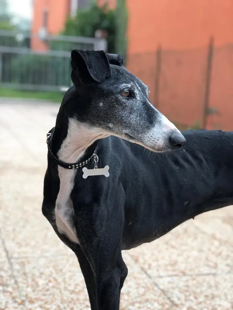 Caprichosa Galgo adozione levrieri 2