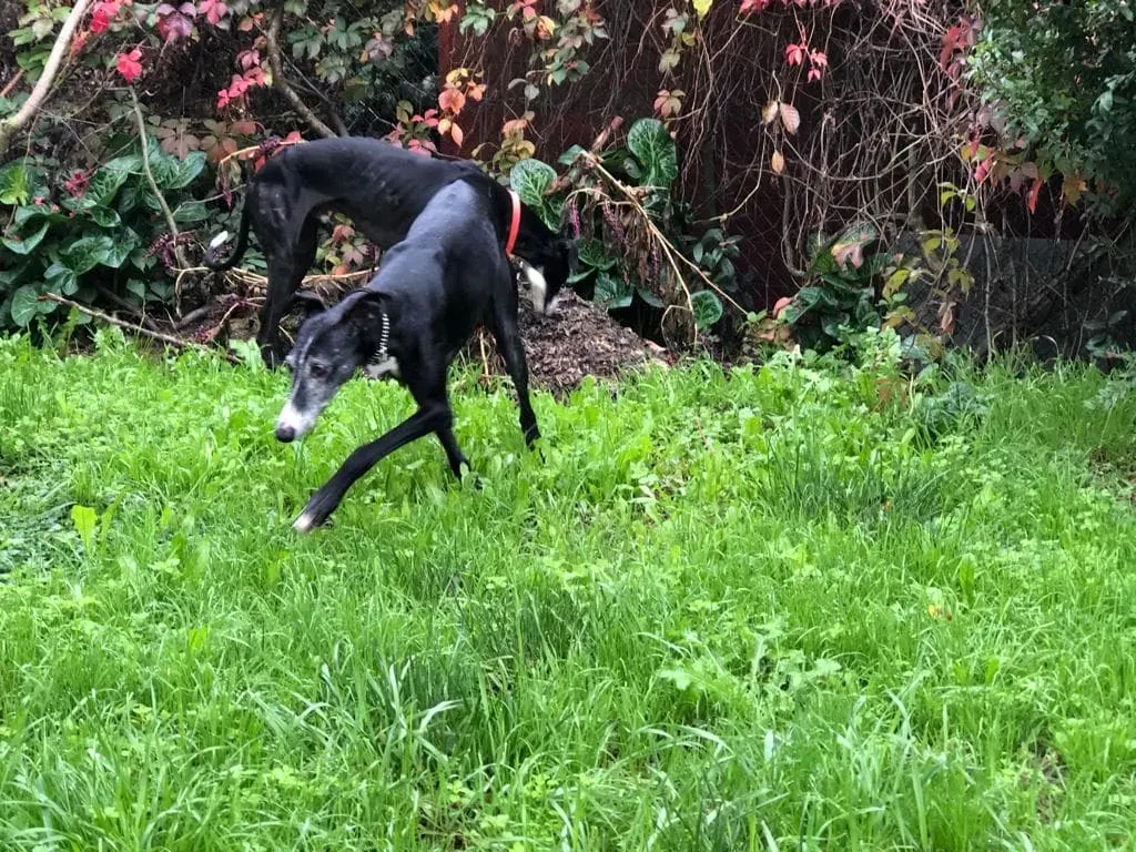 Caprichosa Galgo adozione levrieri 3