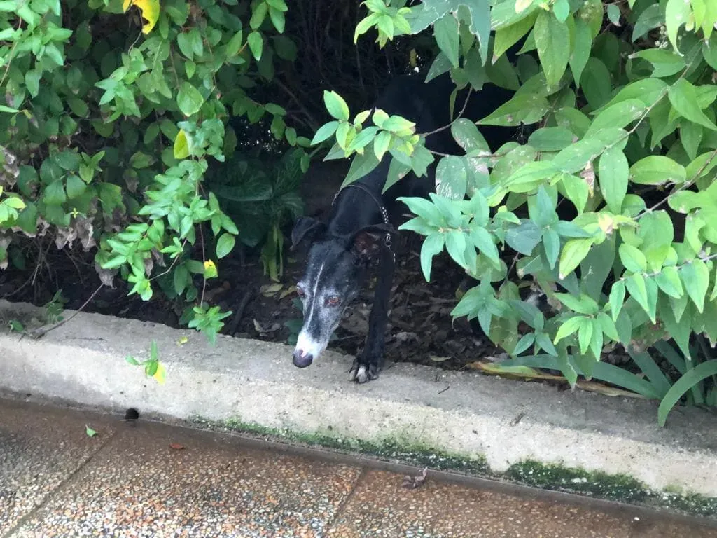 Caprichosa Galgo adozione levrieri 4