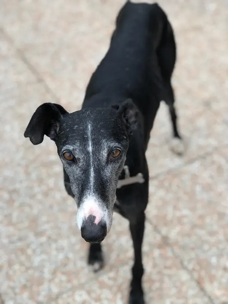 Caprichosa Galgo adozione levrieri 5