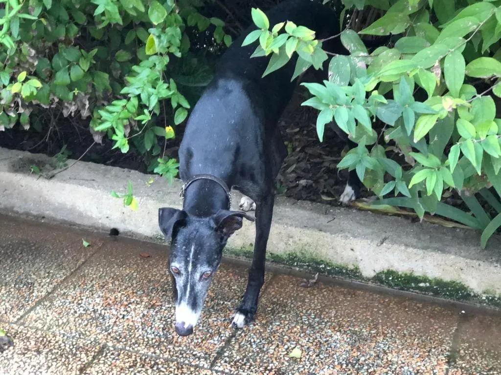 Caprichosa Galgo adozione levrieri 6