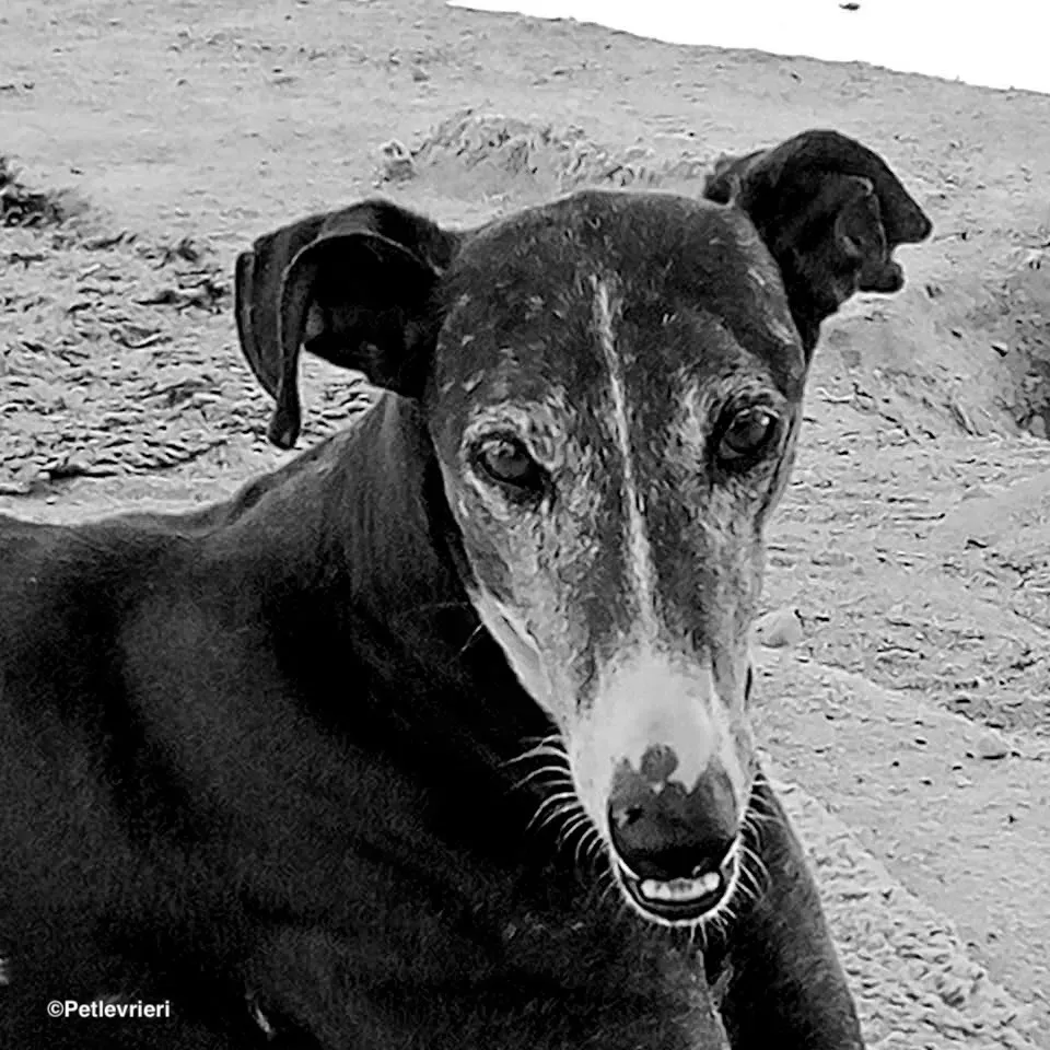 Caprichosa adozione levrieri galgo 01 1