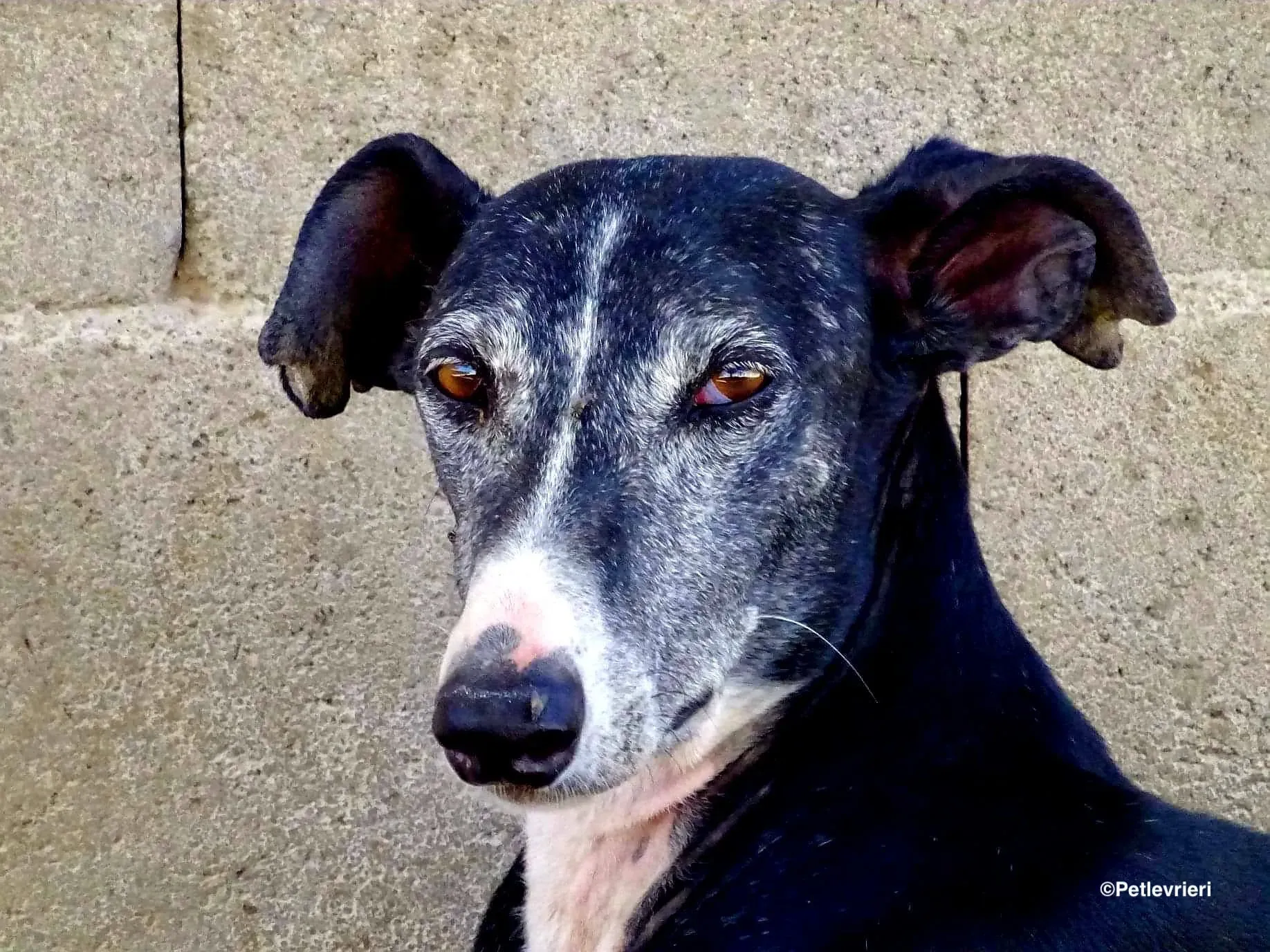 Caprichosa adozione levrieri galgo 02 1