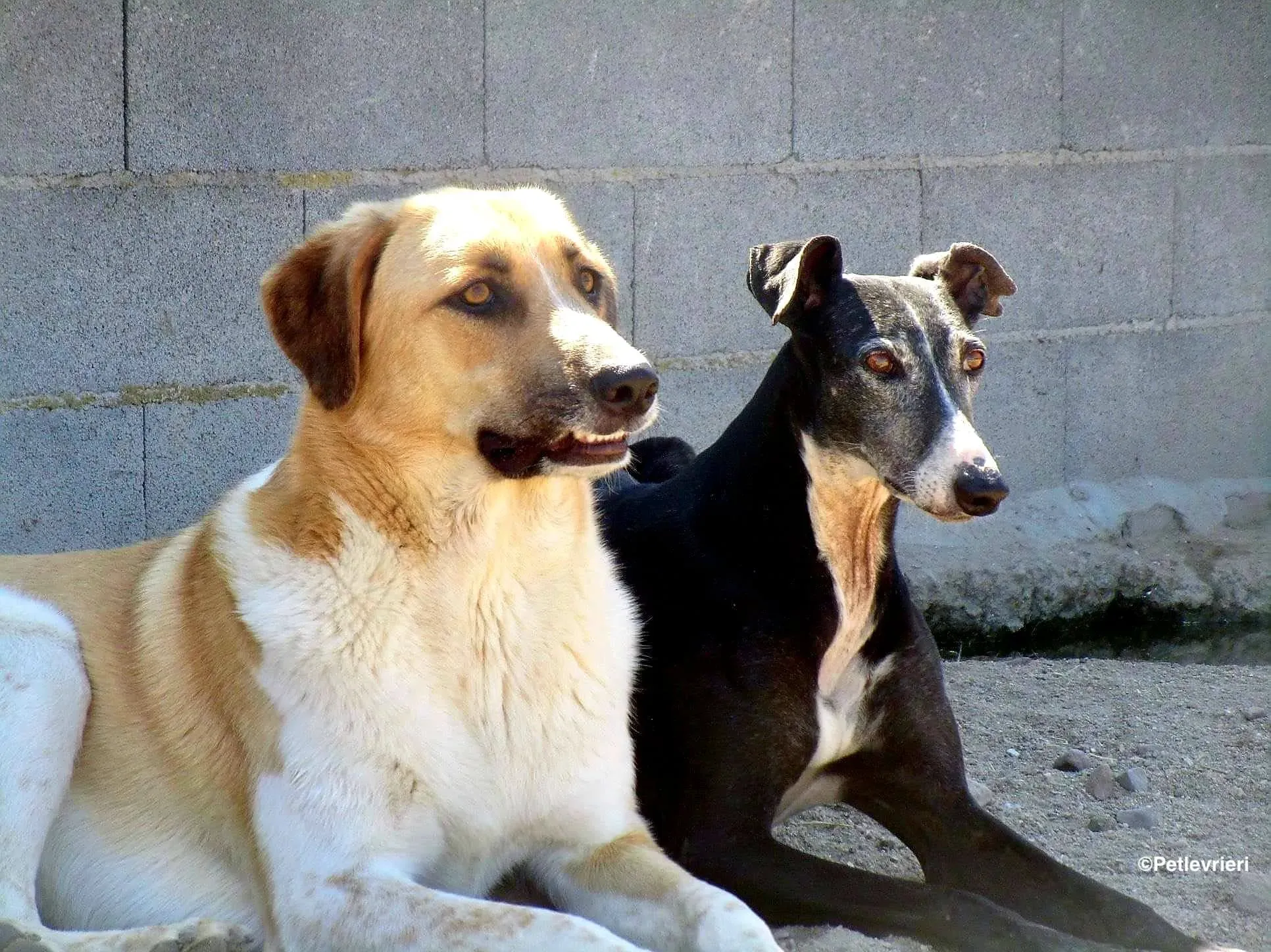 Caprichosa adozione levrieri galgo 03 1