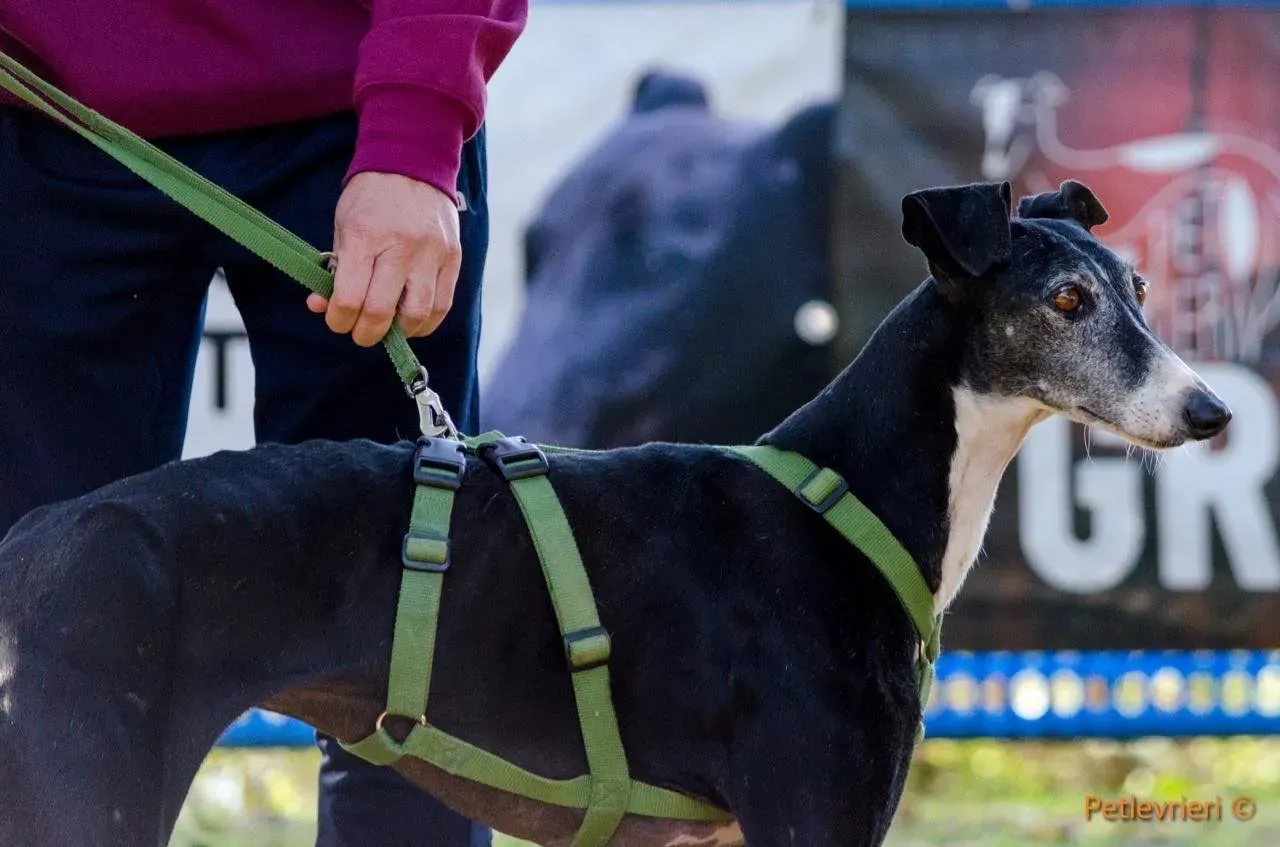 Caprichosa adozione levrieri galgo 03 2