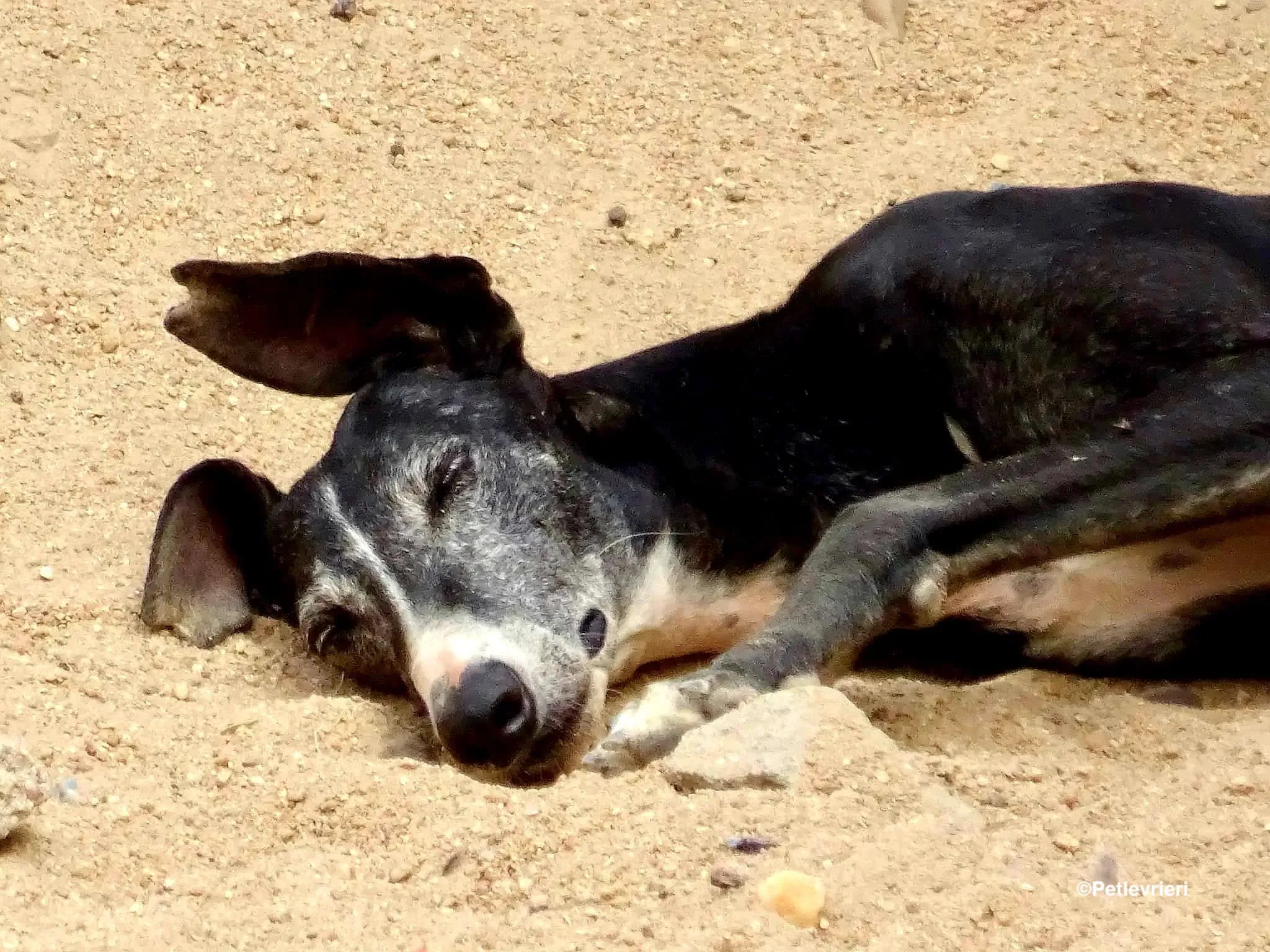 Caprichosa adozione levrieri galgo 04 1