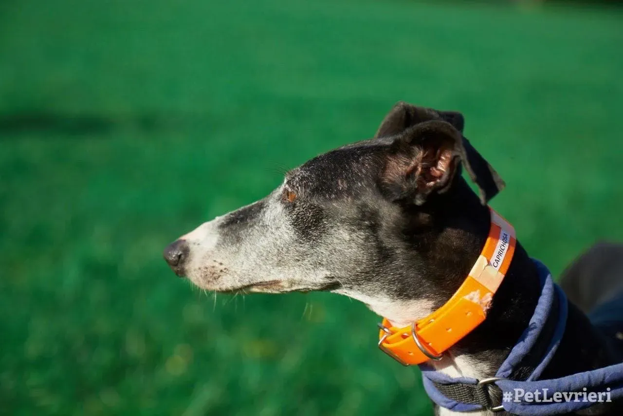 Caprichosa adozione levrieri galgo 07