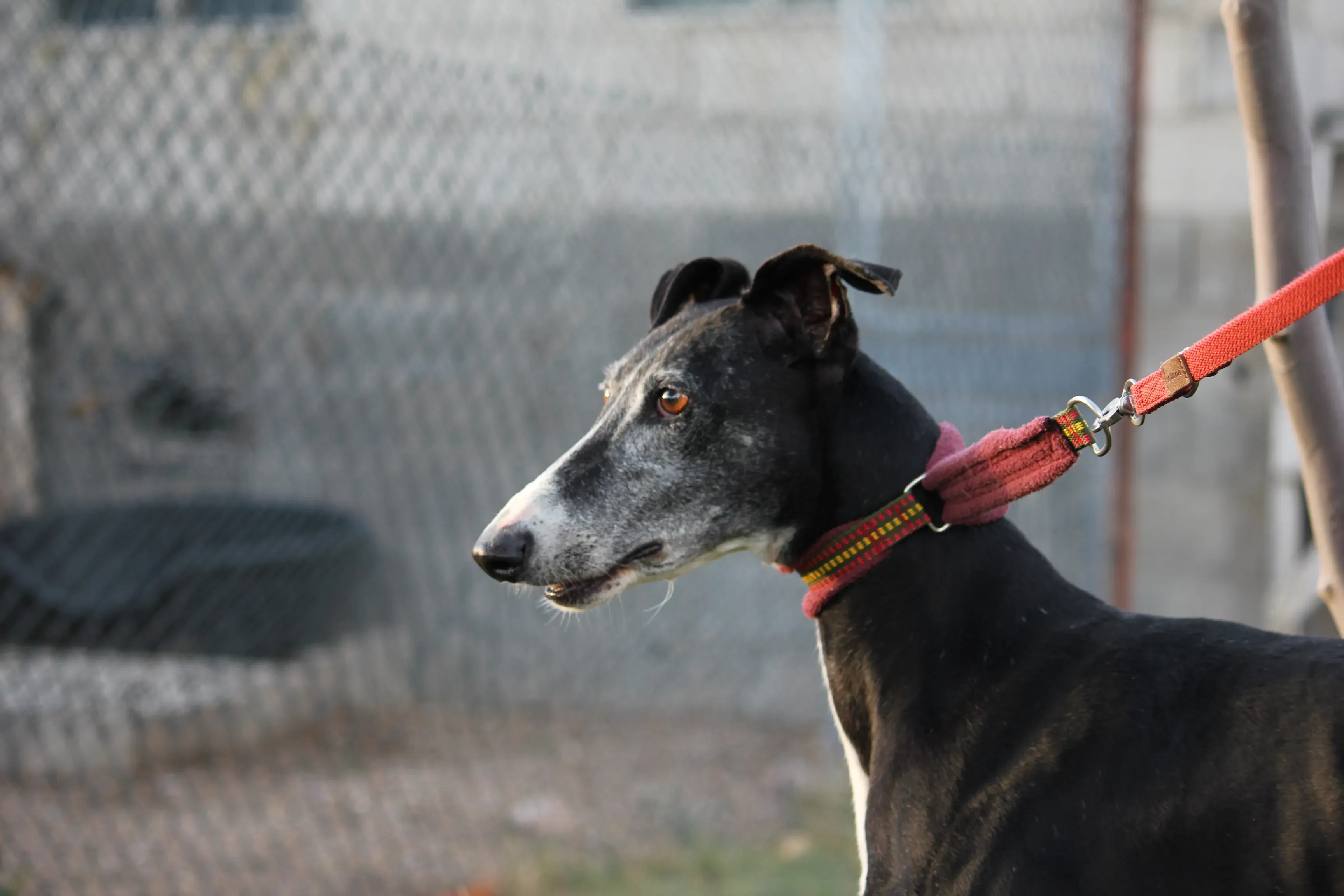 Caprichosa adozione levrieri galgo 09