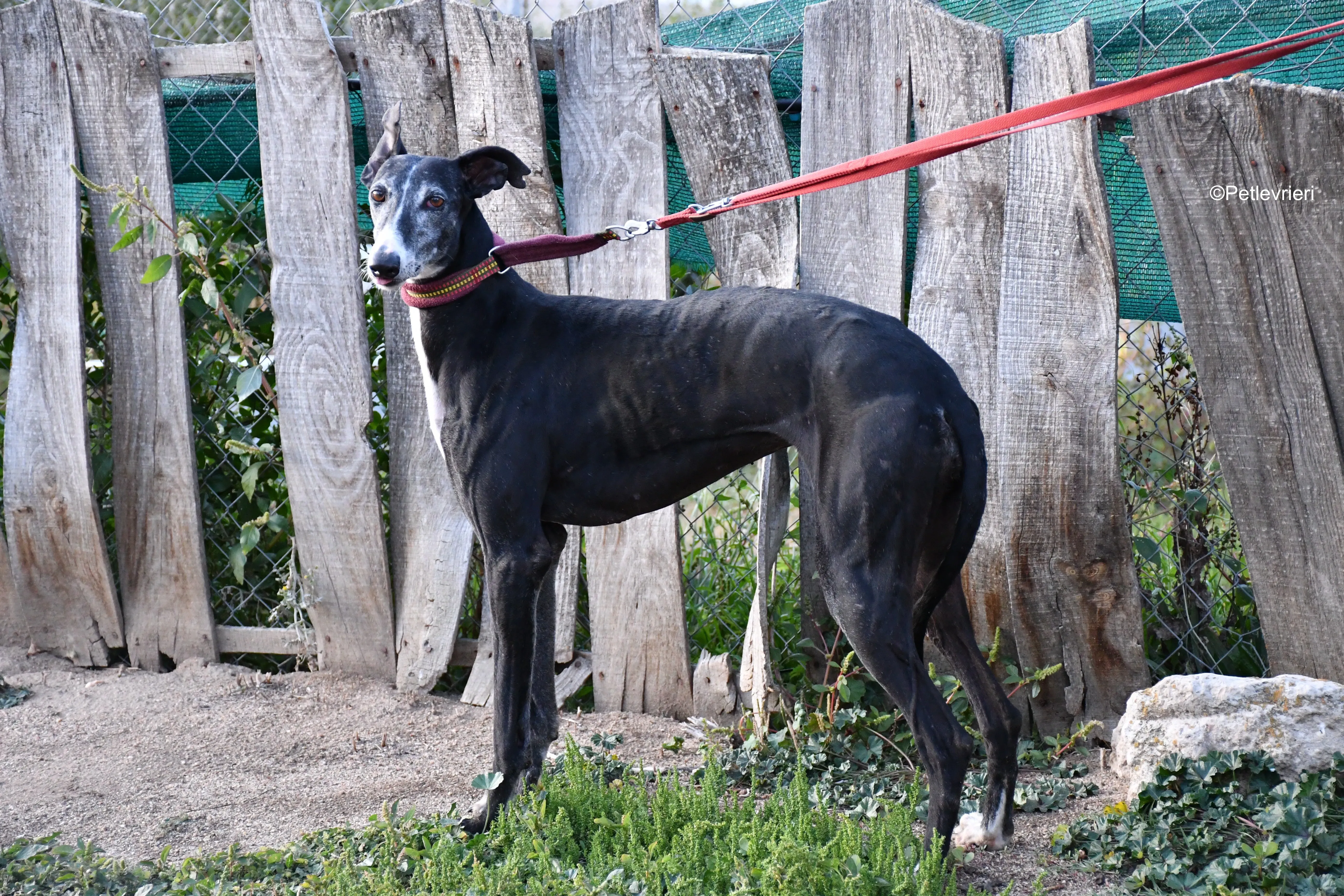 Caprichosa adozione levrieri galgo 14