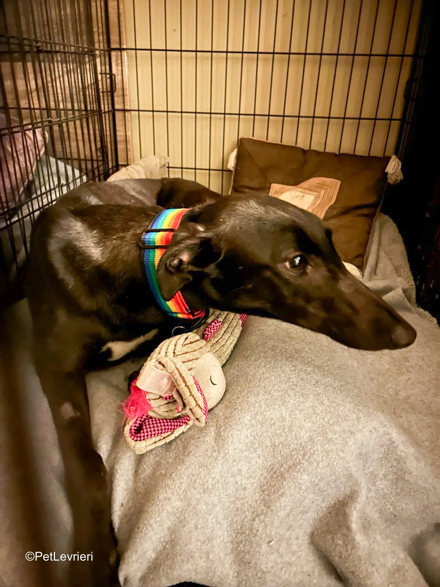 Cara adozione greyhound 1