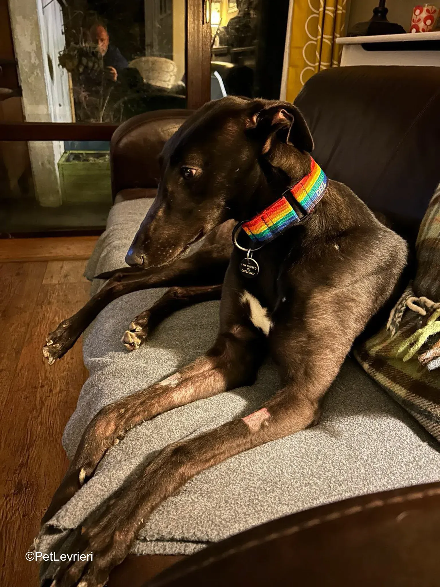 Cara adozione greyhound 2