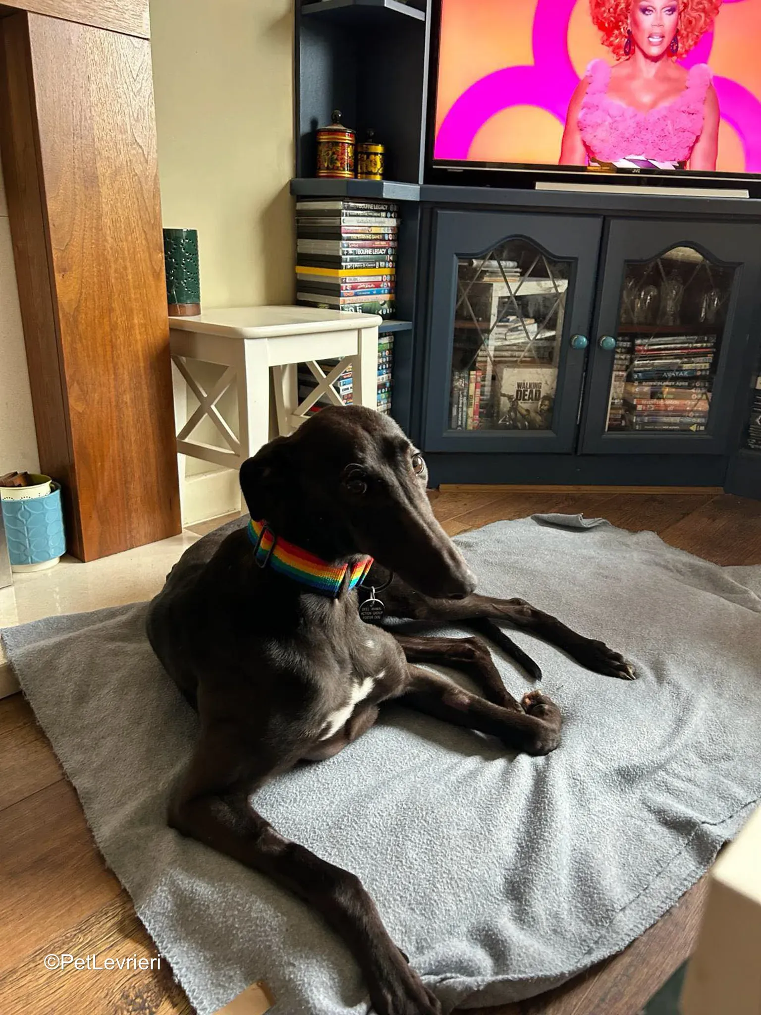 Cara adozione greyhound 3