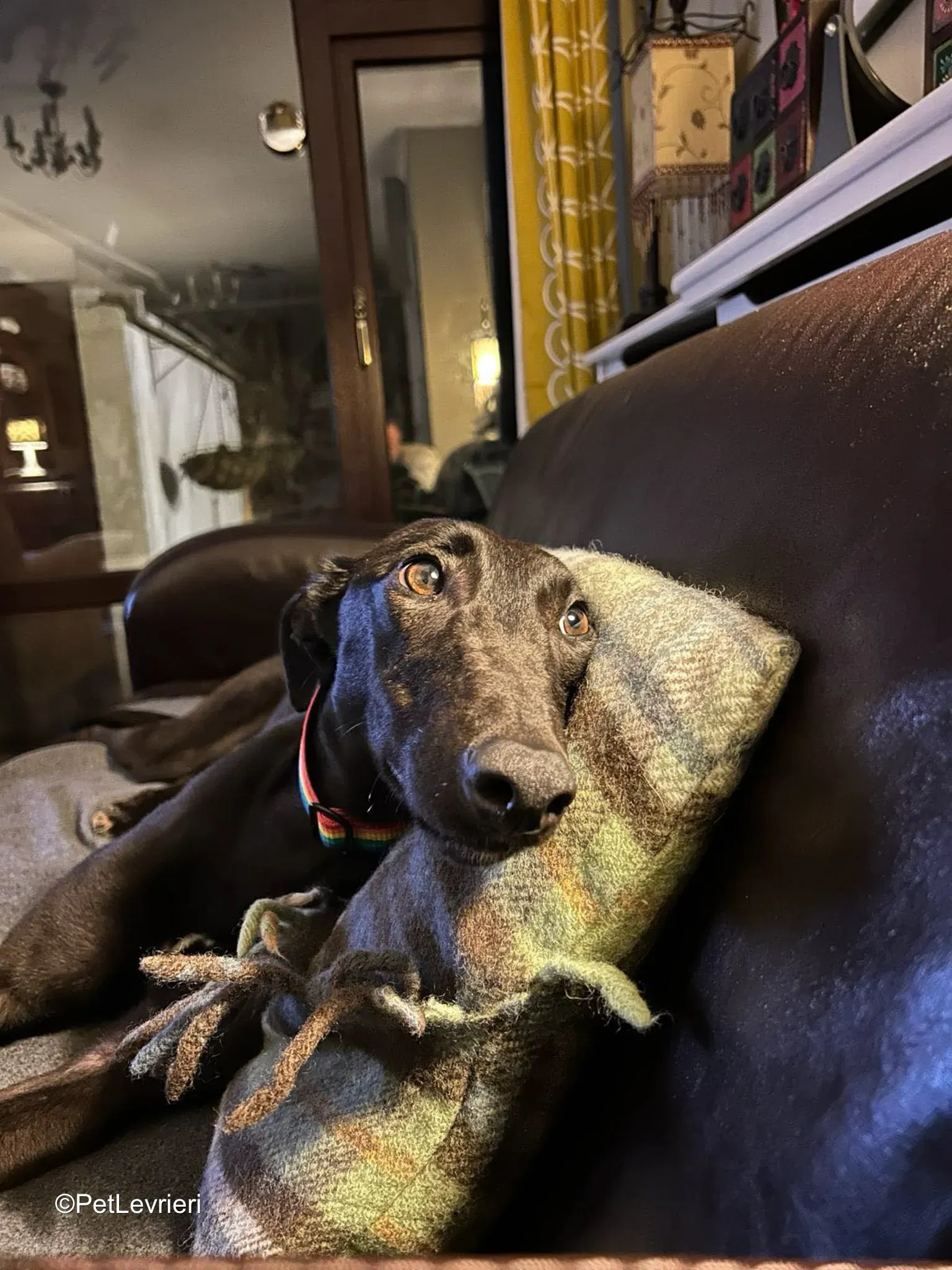 Cara adozione greyhound 4