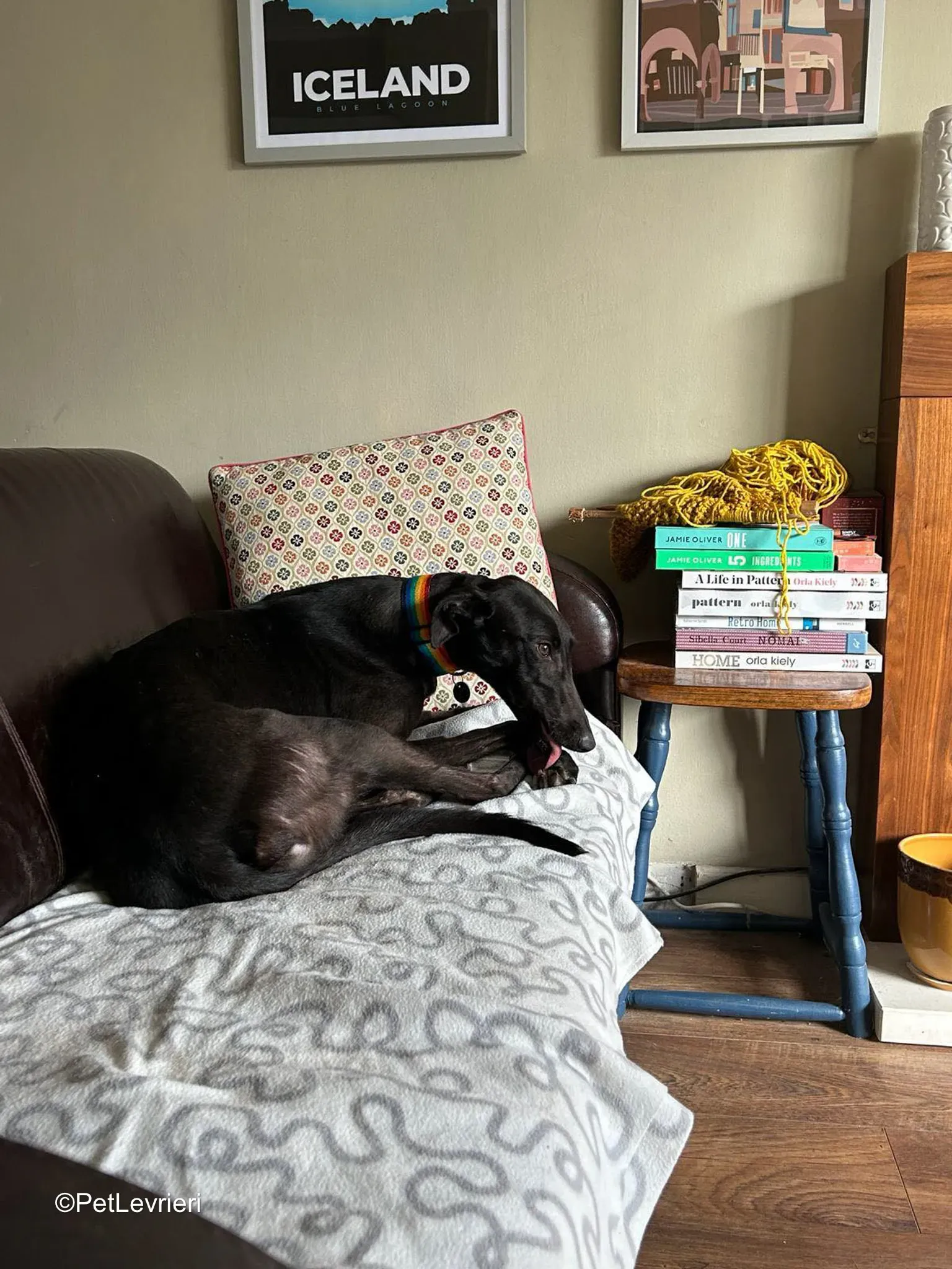 Cara adozione greyhound 5